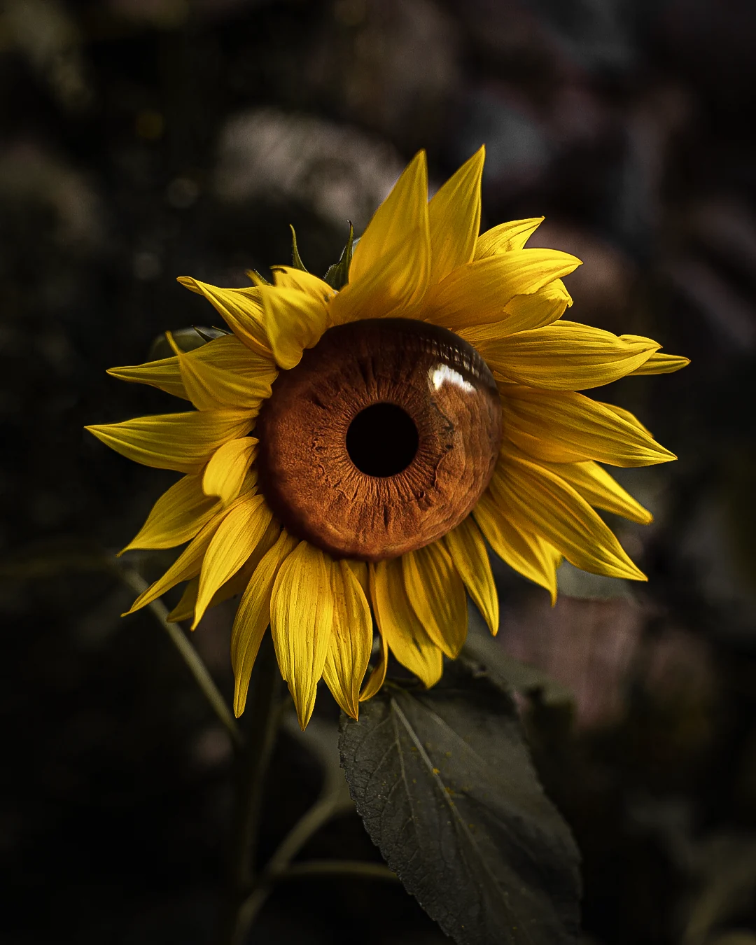 Eyeflower
